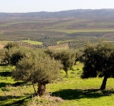 اتحاد الفلاحة يدعو الى خلق  أسواق جديدة للزيت التونسي