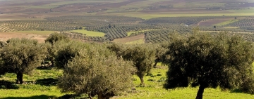 اتحاد الفلاحة يدعو الى خلق  أسواق جديدة للزيت التونسي