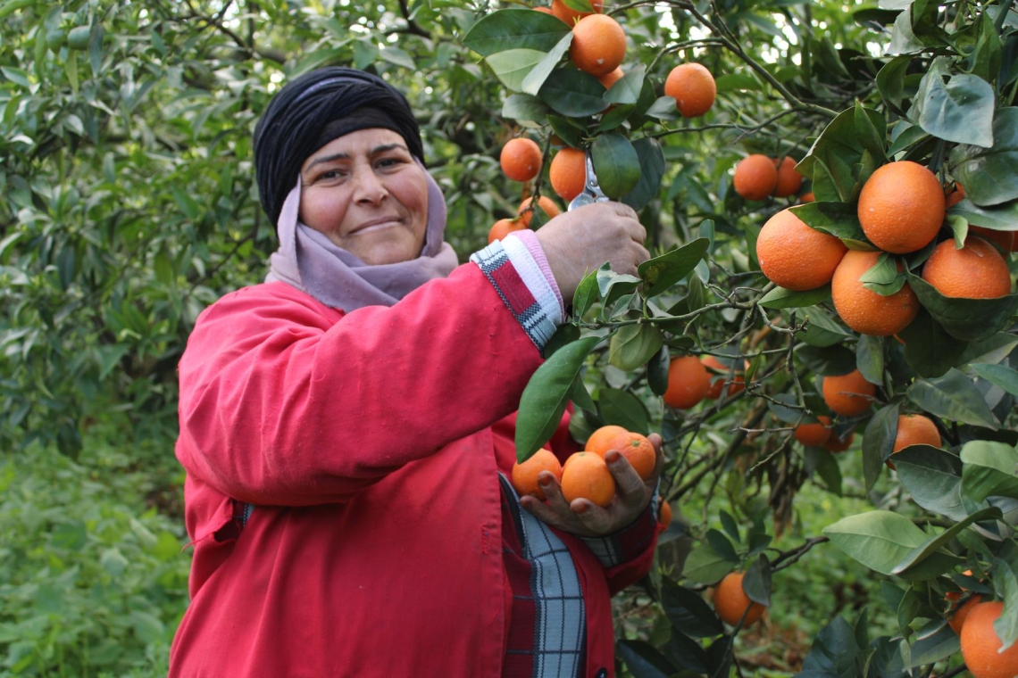 القوارص التونسية بين التغييرات المناخية وتراجع أسواق  التصدير