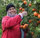 القوارص التونسية بين التغييرات المناخية وتراجع أسواق  التصدير