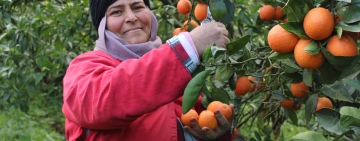 القوارص التونسية بين التغييرات المناخية وتراجع أسواق  التصدير